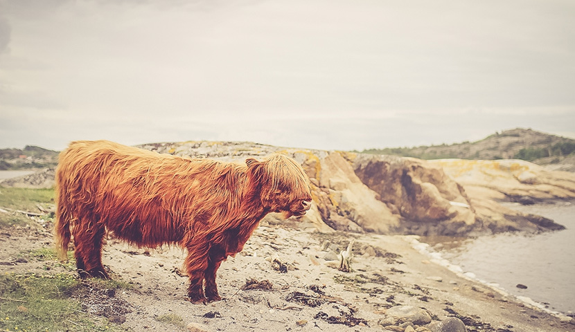 ddos在线攻击平台